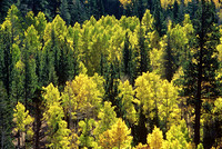 Aspens Backlit