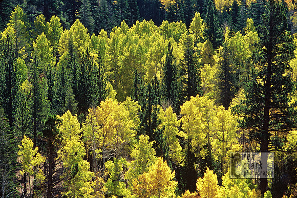 Aspens Backlit